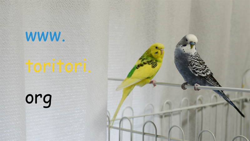 www.toritori.org